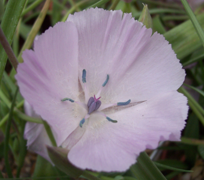 Calochortus uniflorus 'Cupido' 